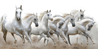 Livolla White horses runing poseter art 24 600 x 1200MM